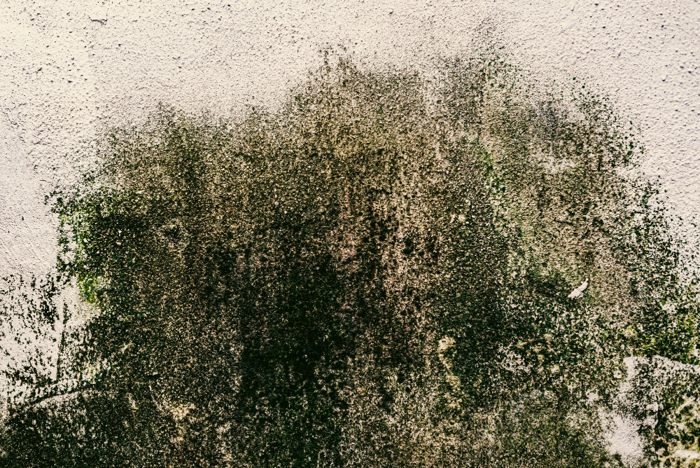 מה עושים עם עובש בקיר שצץ פתאום בבית? מה עושים עם עובש בקיר שצץ פתאום בבית?