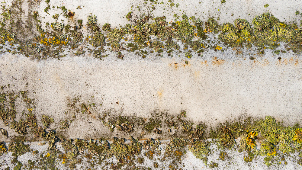 האם העובש מסוכן האם העובש מסוכן