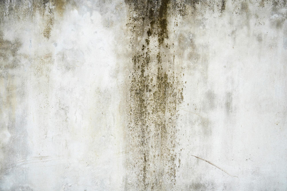 איך יודעים אם יש רטיבות בקיר ומה עושים מיד