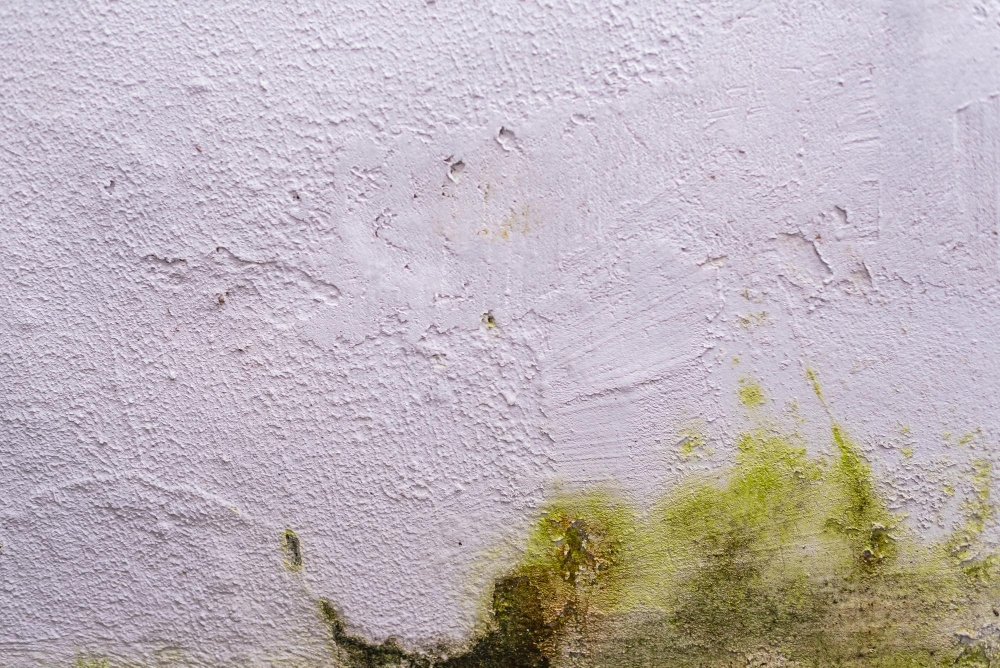 עובש בקירות: האם הבית שלכם בסכנה מיידית?